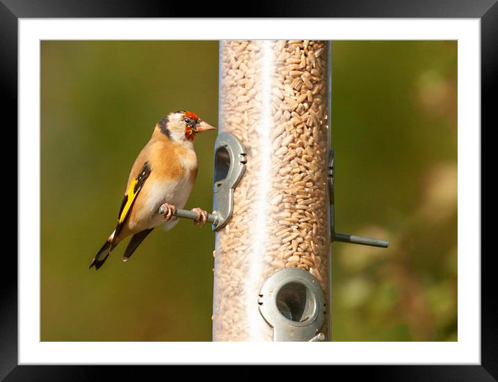 Hungry Goldfinch Framed Mounted Print by Jonathan Thirkell