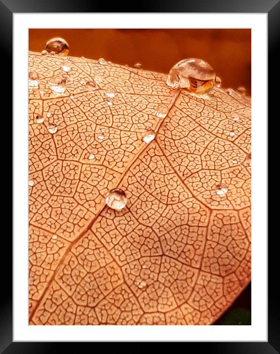 Leaf Texture Framed Mounted Print by Jonathan Thirkell