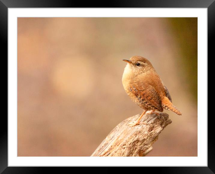 The Wren Framed Mounted Print by Jonathan Thirkell