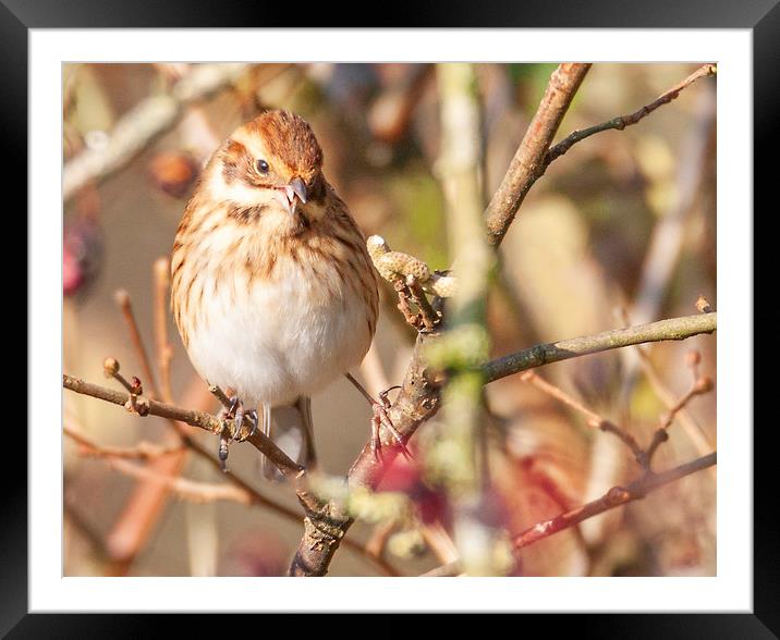 Reed Bunting Framed Mounted Print by Jonathan Thirkell