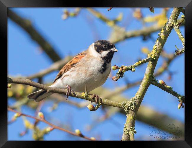 Reed Bunting Framed Print by Jonathan Thirkell