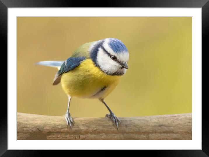 Watchful blue tit Framed Mounted Print by Jonathan Thirkell