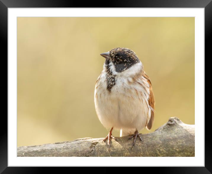 Well rounded reed bunting Framed Mounted Print by Jonathan Thirkell