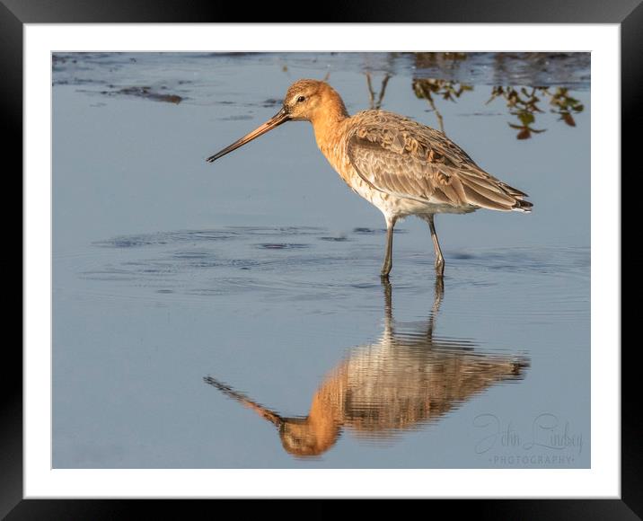 Black tailed godwit Framed Mounted Print by Jonathan Thirkell