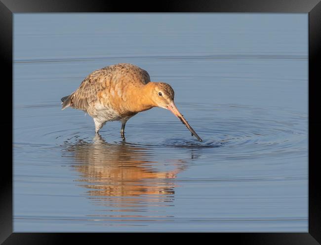 The Black Tailed Godwit Framed Print by Jonathan Thirkell