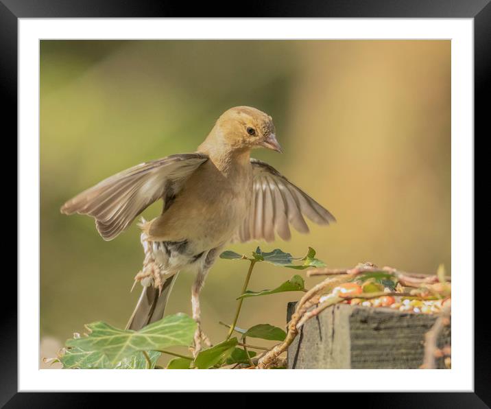 Angelic Chaffinch Framed Mounted Print by Jonathan Thirkell