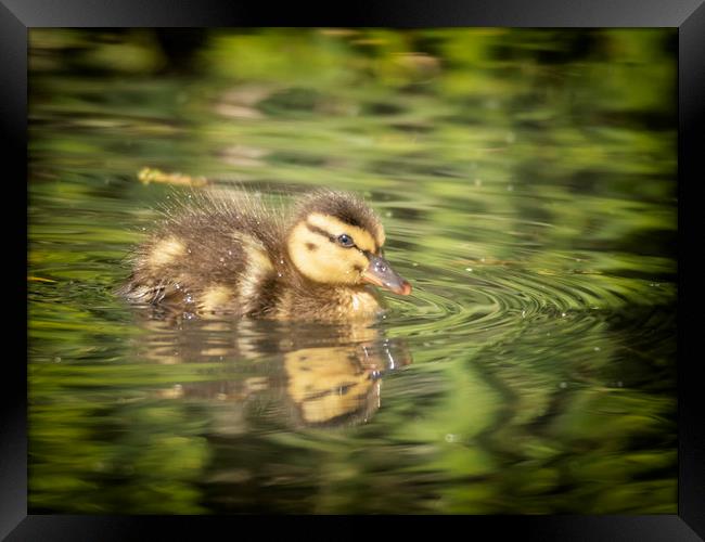 One Little Duckling Framed Print by Jonathan Thirkell