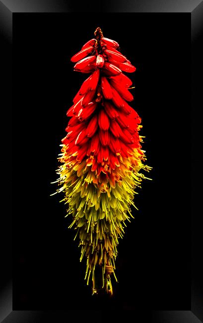 Red Hot Poker Framed Print by Jonathan Thirkell