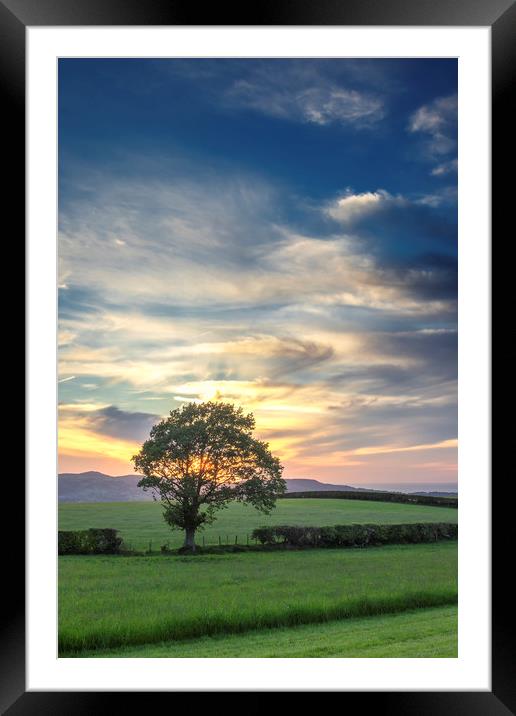 Lone tree sunset Framed Mounted Print by Jonathan Thirkell