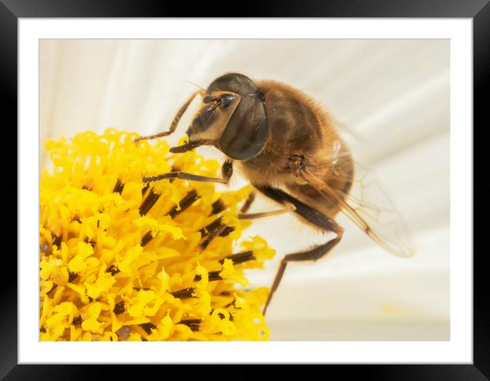 Bee hard at work. Framed Mounted Print by Jonathan Thirkell