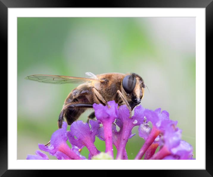 Common Drone Fly Framed Mounted Print by Jonathan Thirkell