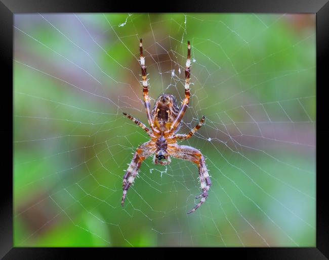 Cross Orbweaver spider Framed Print by Jonathan Thirkell