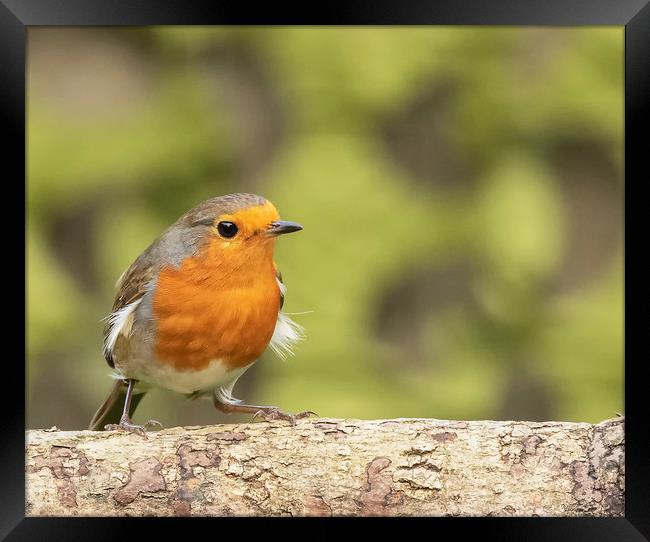 Robin Red Breast Framed Print by Jonathan Thirkell
