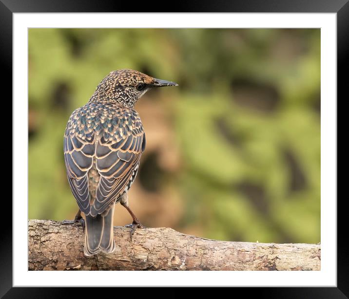 Visiting starling Framed Mounted Print by Jonathan Thirkell