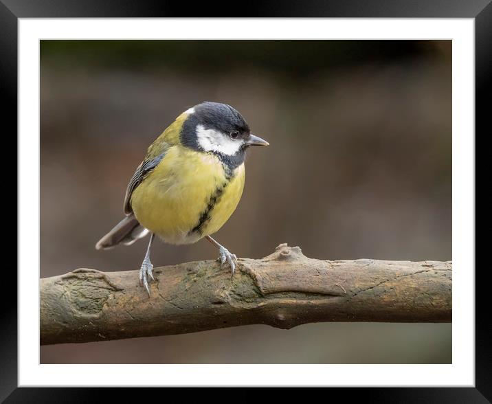 Great Tit Framed Mounted Print by Jonathan Thirkell