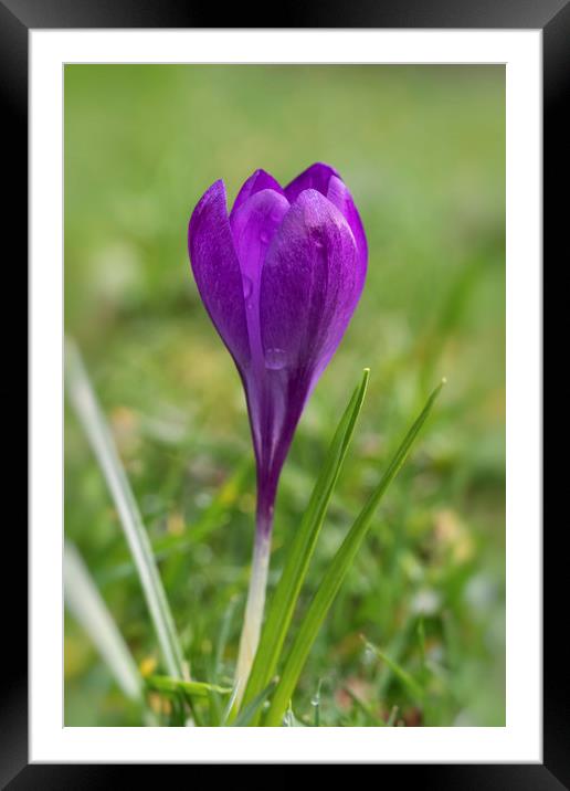 Crocus flower Framed Mounted Print by Jonathan Thirkell