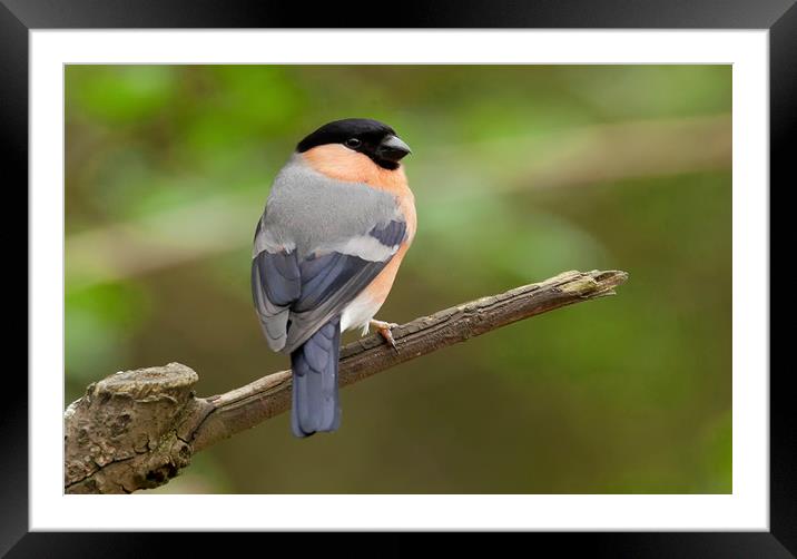 Male Bullfinch Framed Mounted Print by Jonathan Thirkell