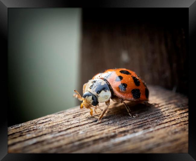 Ladybird Framed Print by Jonathan Thirkell