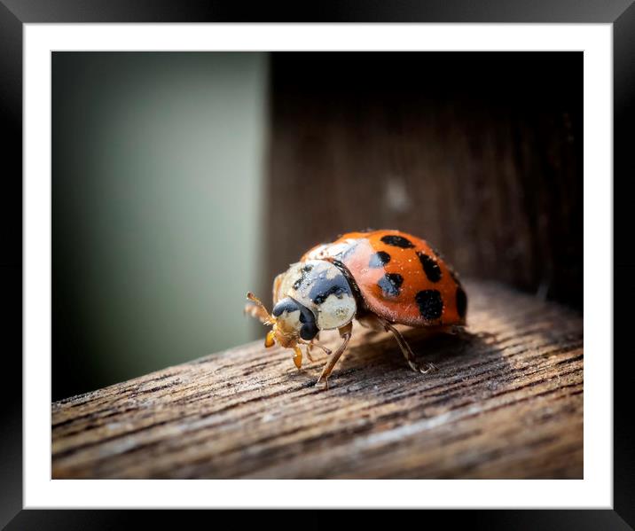 Ladybird Framed Mounted Print by Jonathan Thirkell