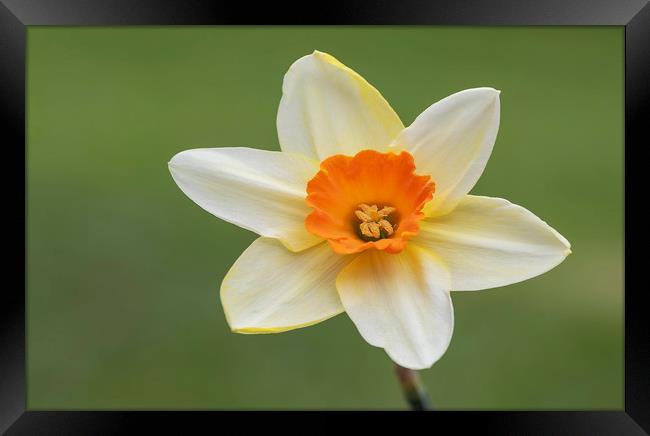 Daffodil Flower Framed Print by Jonathan Thirkell