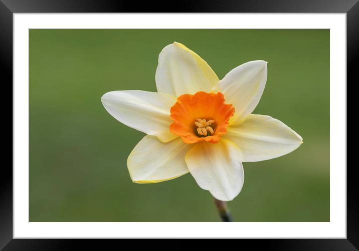 Daffodil Flower Framed Mounted Print by Jonathan Thirkell