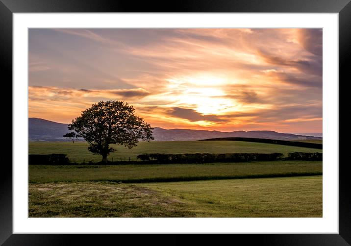 Welsh sunset and lone tree Framed Mounted Print by Jonathan Thirkell