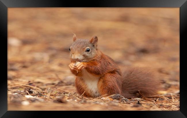 Red Squirrel Eating at Formby Beach, Meseryside Framed Print by Jonathan Thirkell