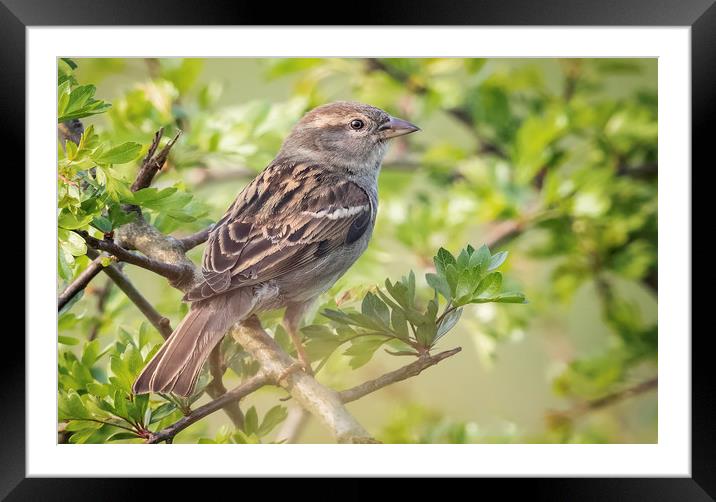 House Sparrow Framed Mounted Print by Jonathan Thirkell