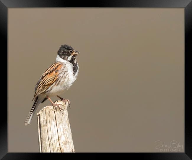 Young male reed bunting Framed Print by Jonathan Thirkell