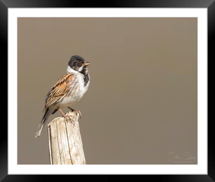 Young male reed bunting Framed Mounted Print by Jonathan Thirkell