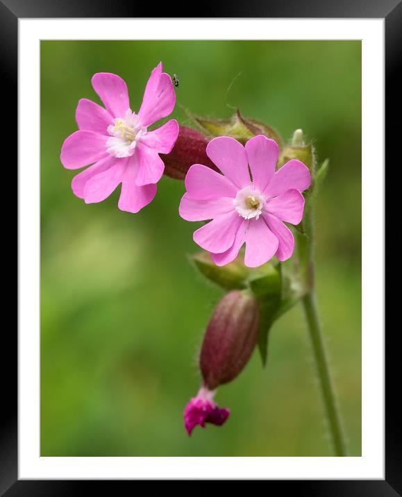 Red Campion Flower Framed Mounted Print by Jonathan Thirkell