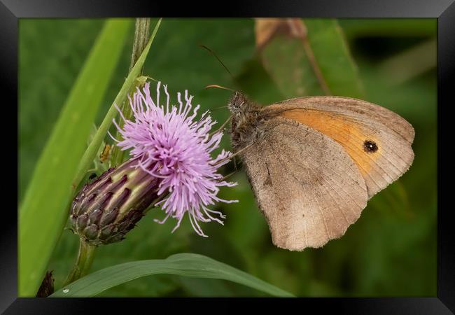 Meadow Brown Butterfly Framed Print by Jonathan Thirkell