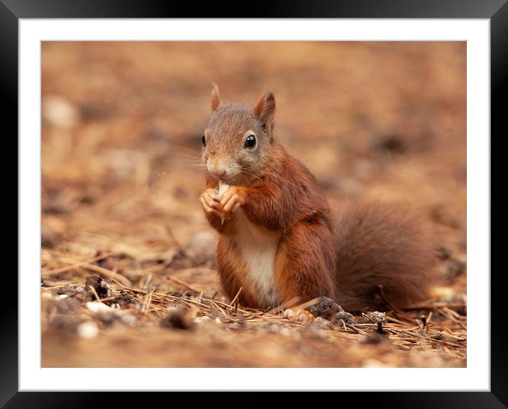 Red Squirrel Framed Mounted Print by Jonathan Thirkell
