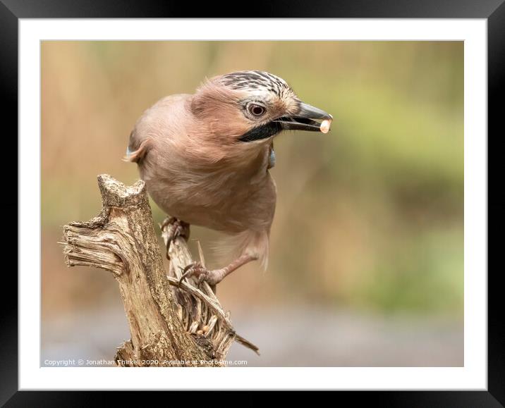 Eurasian Jay Perched Framed Mounted Print by Jonathan Thirkell