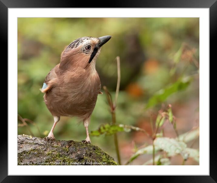 Eurasian Jay looking up Framed Mounted Print by Jonathan Thirkell