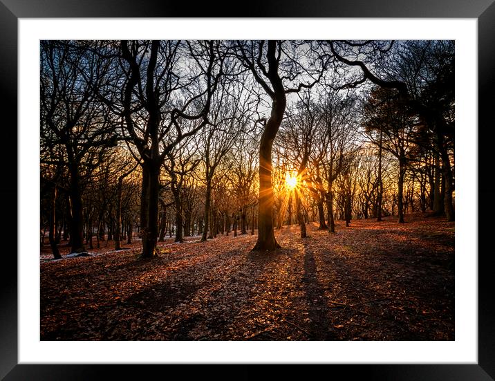 Woodland sunset At Tandle Hill Country Park Oldham Framed Mounted Print by Jonathan Thirkell