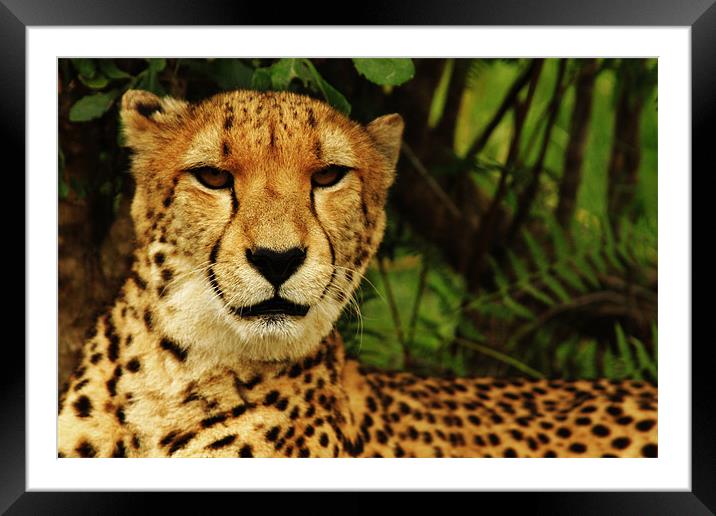 Cheetah Framed Mounted Print by Laura Twort