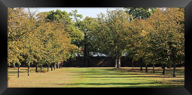 Trees Framed Print by Rebecca Giles