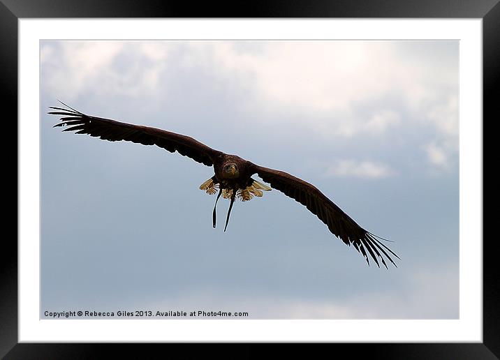 Fly like an eagle  Framed Mounted Print by Rebecca Giles