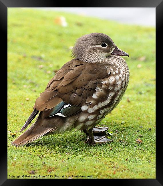 Mandarin Duck Framed Print by Rebecca Giles