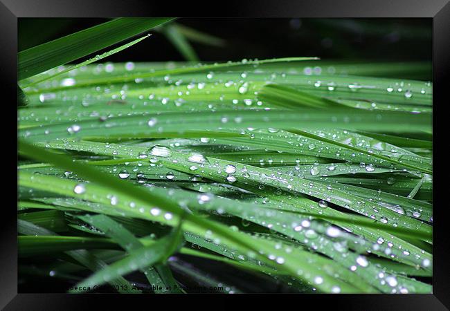 Water on leaves Framed Print by Rebecca Giles