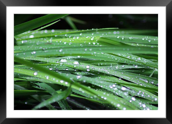 Water on leaves Framed Mounted Print by Rebecca Giles