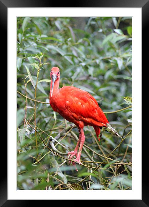 Scarlet Ibis Framed Mounted Print by Rebecca Giles