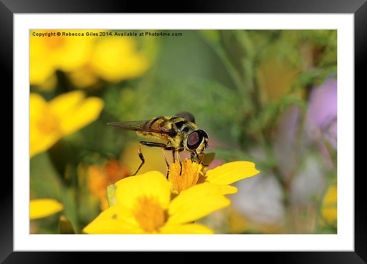  Striking Wasp Framed Mounted Print by Rebecca Giles