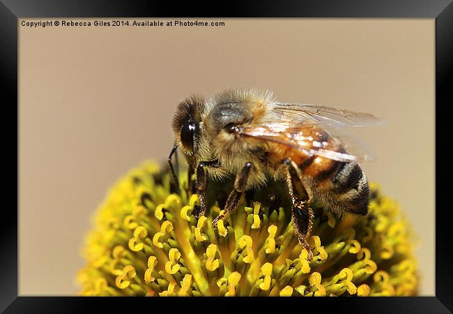  Honeybee  Framed Print by Rebecca Giles