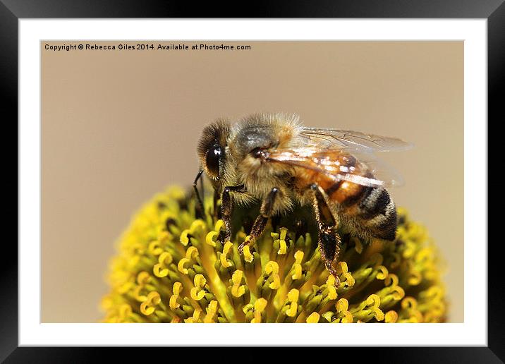  Honeybee  Framed Mounted Print by Rebecca Giles