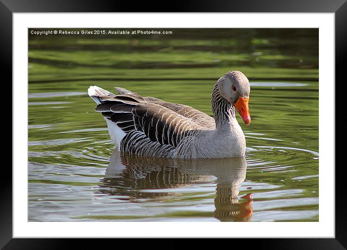  Greylag Goose Framed Mounted Print by Rebecca Giles
