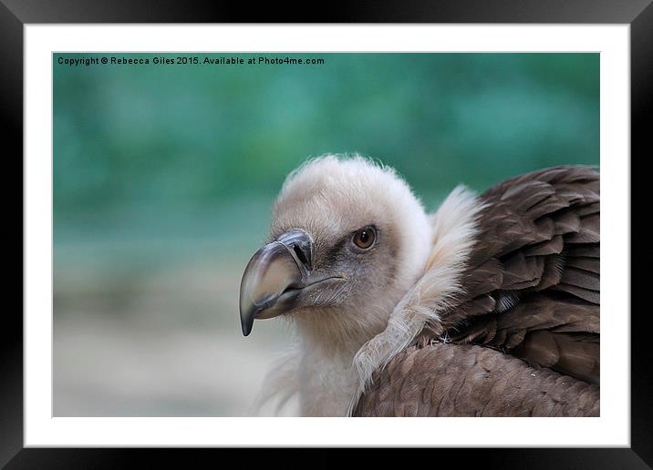  Griffon Vulture Framed Mounted Print by Rebecca Giles