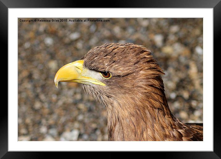  Golden Eagle Framed Mounted Print by Rebecca Giles