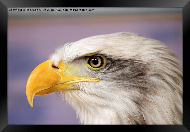  Bald Eagle Framed Print by Rebecca Giles